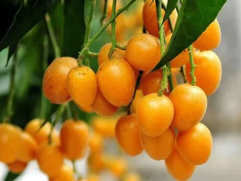 Loại quả nhỏ bé với hương vị chua ngọt đặc trưng, bất ngờ là vị thuốc quý tốt cho sức khỏe