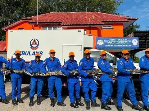 Phát hiện trăn khổng lồ phía sau nhà, cả làng sững sờ