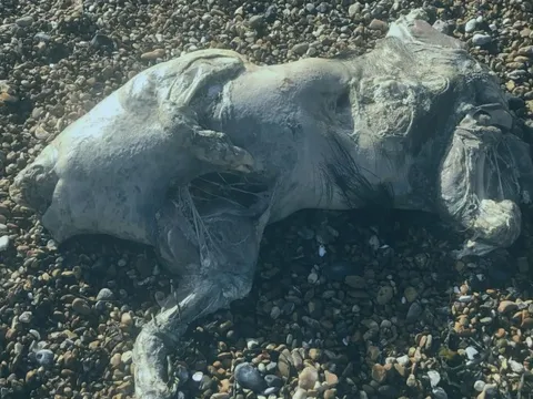 Phát hiện xác sinh vật lạ trên bãi biển, da óng ánh như ngọc trai gây sốc