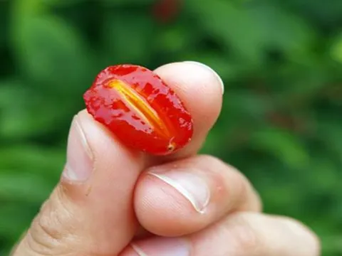 Loại cây quen thuộc ở Việt Nam, giá rẻ như cho nhưng ra nước ngoài có giá tới 3,5 triệu đồng/cây