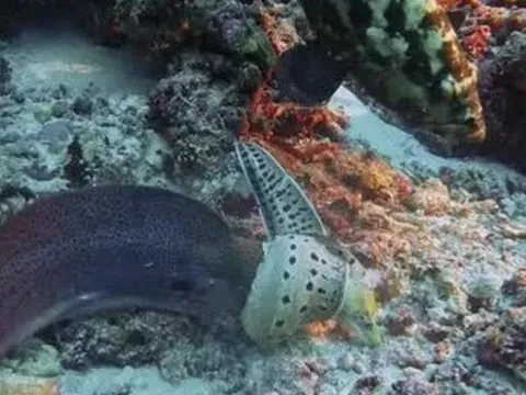 Rợn người cảnh "kẻ săn mồi đấu kẻ săn mồi" dưới đáy biển