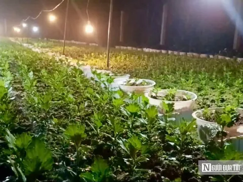 Nông dân làng hoa lớn nhất xứ Nghệ hối hả vào vụ Tết