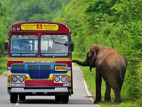 Ba người đàn ông thiêu sống voi rừng gây phẫn nộ