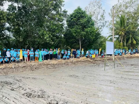 Canh tác lúa xanh với 'bón phân đúng': Từ chủ trương đến thực hành trên đồng ruộng