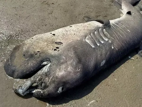 Phát hiện "quái vật" khổng lồ dài 4,3 mét dạt vào bờ biển