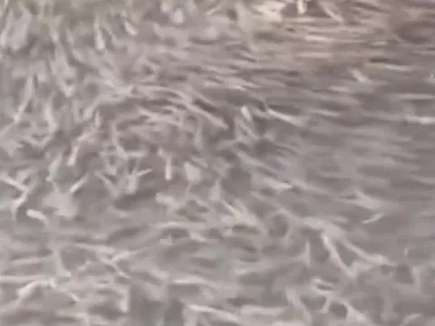 Đàn cá lạ hàng nghìn con bất ngờ xuất hiện làm dấy lên lo lắng về thiên tai