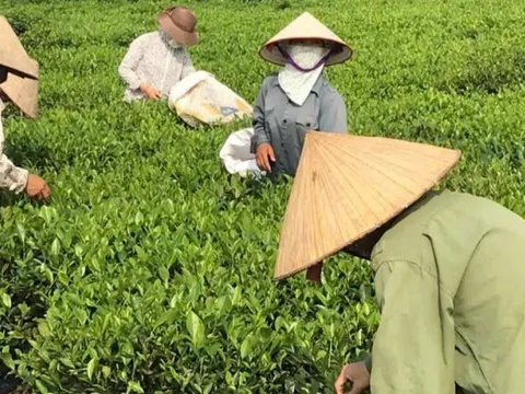 HTX Nông lâm nghiệp Bắc Sơn: Nâng tầm chè địa phương bằng chuỗi giá trị bền vững