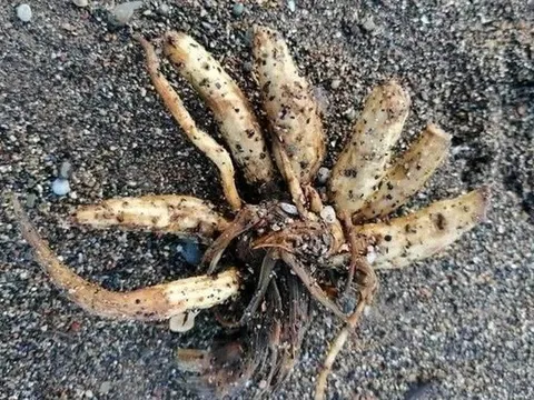 Loài cây cực độc trôi dạt vào bãi biển, chuyên gia cảnh báo