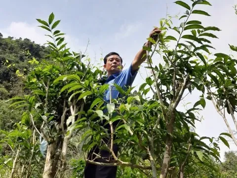 Vững bước thoát nghèo – Lan tỏa sức mạnh từ những mô hình sinh kế bền vững