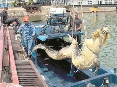 Người dân bắt được cá sấu khổng lồ dài 4 mét, nặng 500kg