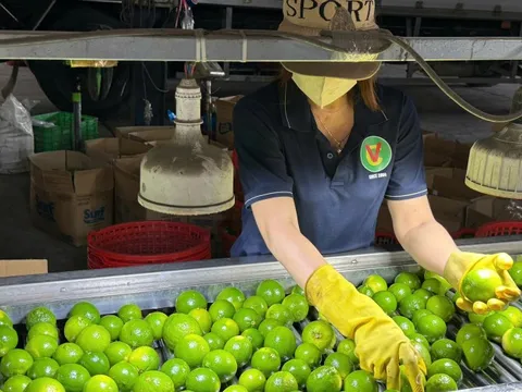 Xuất khẩu rau quả năm 2025 đạt kỷ lục 8,5 tỷ USD, cao nhất từ trước đến nay