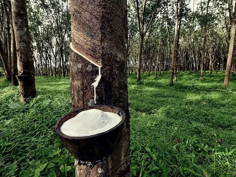 THỊ TRƯỜNG HÀNG HÓA: Thanh khoản mỏng, giá cao su đi ngang trong kỳ nghỉ Giáng sinh