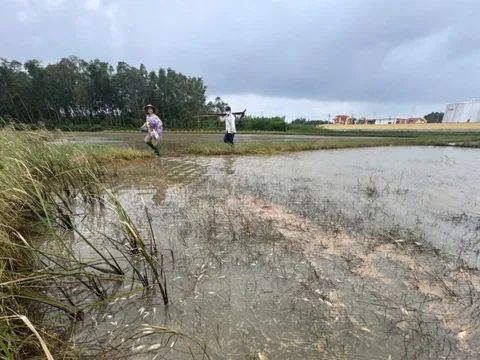 Tràn dầu tại Dung Quất: 18 ha ruộng lúa, ao tôm của người dân bị ảnh hưởng