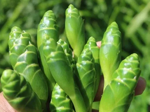 Thứ hoa tưởng vô dụng, không ngờ là món ăn lạ thơm ngon, bất ngờ gây sốt