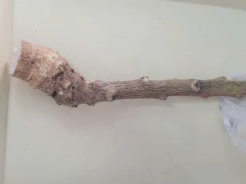 Nghe lời truyền miệng, người phụ nữ cắt loại cây "lạ" trong vườn ăn nào ngờ phải đi cấp cứu