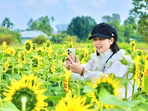 Đổ xô check-in vườn hoa hướng dương “khổng lồ” ở Quảng Ngãi ngày cận Tết