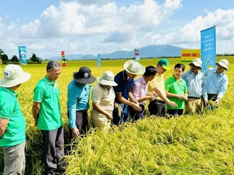 An Giang tạo dấu ấn trong thực hiện Đề án 1 triệu hecta lúa chất lượng cao, phát thải thấp