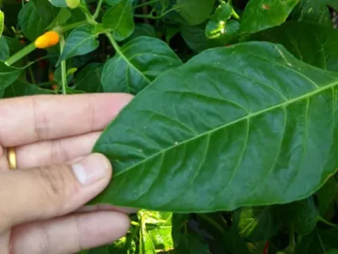 Đừng chỉ ăn quả, lá loại cây này quý như "nhân sâm người nghèo", nhiều người không biết mà ăn