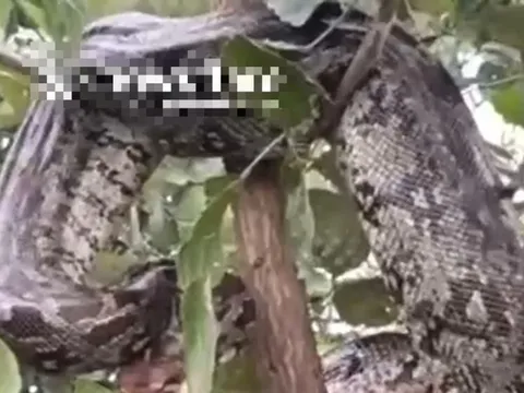 Nhìn lên cây, người đàn ông phát hiện cảnh tượng "nổi da gà"