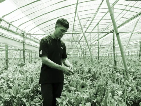 Làm giàu từ hoa đồng tiền