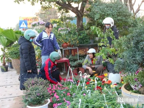 Thị trường hoa cây cảnh Tết đã khởi động, người dân "tranh thủ" đón xuân sớm