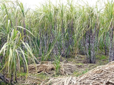 Đi chặt mía, bé gái tử vong khi bị hổ dữ tấn công