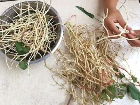 Đừng chỉ ăn lá, rễ loại cây này quý như "nhân sâm người nghèo", ở quê mọc đầy vườn