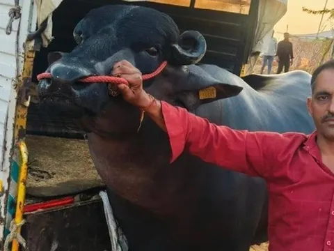 Con trâu màu đen sì có giá 60 tỷ đồng, chủ vẫn "chưa ưng bán"