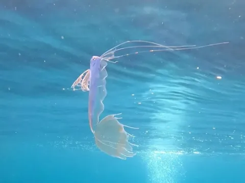 Đang đi bơi, người đàn ông phát hiện loài cá "quý hiếm nhất thế giới"