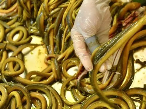 Đặc sản xứ Nghệ “bổ hơn sâm”: Thứ quà dân dã khiến ai thử cũng mê