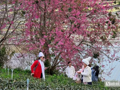 Lễ hội hoa Mai Anh Đào – cú hích cho du lịch Đà Lạt mùa cao điểm