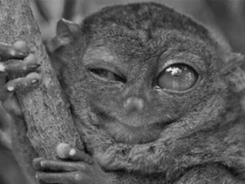 Loài vật quý hiếm bậc nhất hành tinh bất ngờ “tái xuất” sau hơn 100 năm