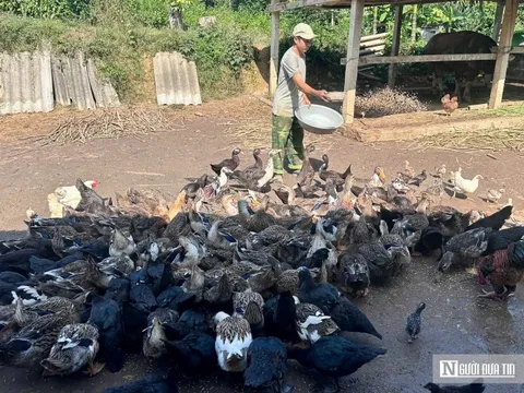 Nuôi con đặc sản “cổ ngắn”, nông dân Nghệ An thu tiền triệu, nhà hàng “săn” vẫn không đủ hàng