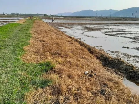 Khi vùng an toàn thực phẩm… không còn an toàn