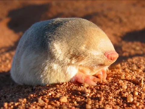 Loài vật quý hiếm bậc nhất thế giới, tuyệt tích gần 90 năm bất ngờ "tái xuất" bởi một chú chó
