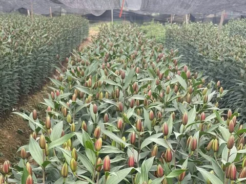 Nhà vườn chuẩn bị nguồn hoa phục vụ Tết Nguyên đán 2026