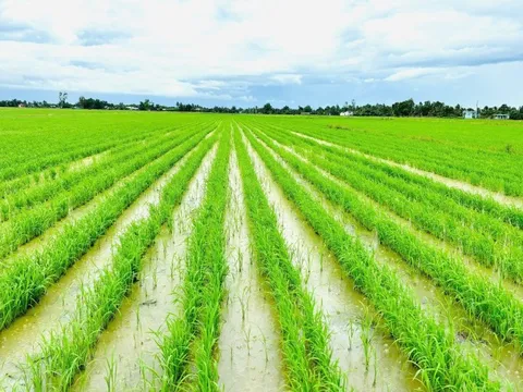 Vai trò tiên phong của ASEAN trong nông nghiệp xanh, phát thải thấp