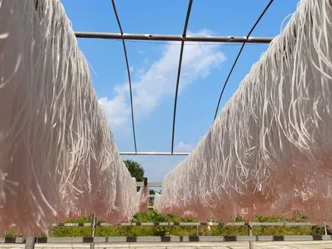 Vụ Tết bội thu, nghề miến dong truyền thống mang về tiền tỷ mỗi năm