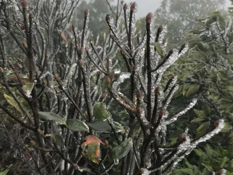 Miền Bắc rét "lạ": Mẫu Sơn -1 độ, băng giá phủ trắng; Bắc Ninh rét ngang Sa Pa