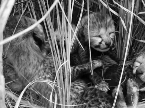 Loài vật quý hiếm bậc nhất hành tinh, biến mất 70 năm bất ngờ "tái xuất" theo cách đặc biệt