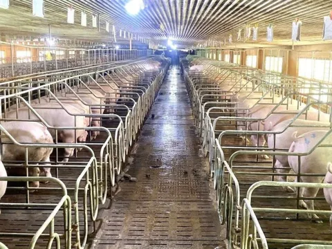 Chăn nuôi hiện đại: Động lực mới cho tăng trưởng và xuất khẩu