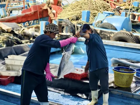 Theo sóng đón "lộc trời": Chuyến biển cuối năm trúng đậm, ngư dân phấn khởi về bờ