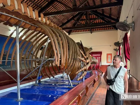 Choáng ngợp trước bộ xương cá voi 22m lớn nhất Đông Nam Á