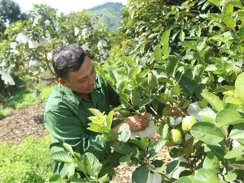 Chăm chỉ trồng 8 loại cây quen thuộc, anh nông dân Kon Tum thu hơn 1,5 tỷ đồng/năm