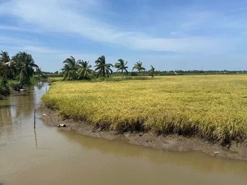 Hướng đi chiến lược của ngành lúa gạo năm 2026