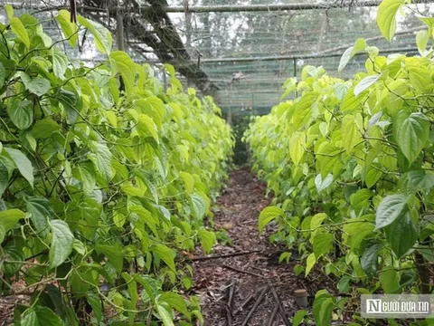 Trồng cây “đếm lá tính tiền”, nông dân Nghệ An thu bạc triệu dịp cận Tết