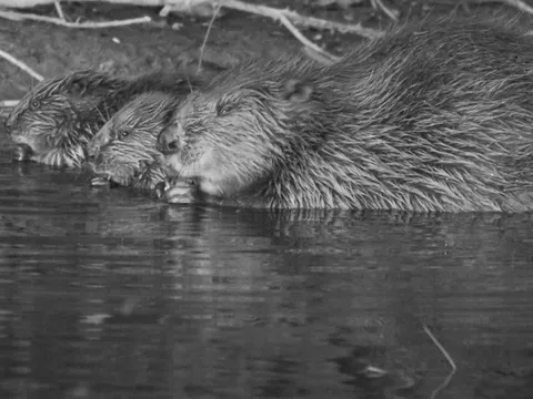 Loài vật quý hiếm bậc nhất hành tinh, tuyệt chủng 400 năm bất ngờ "tái xuất"