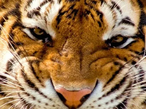 Ôm hổ chụp ảnh, người đàn ông bị hổ vồ, diễn biến sau đó khiến ai cũng "sốc"