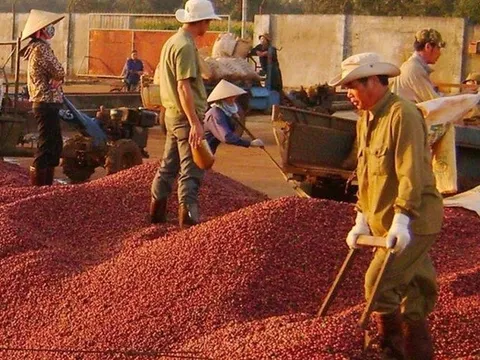 Giá cà phê tuần qua tăng cao, cả nước thu về 433 triệu USD từ xuất khẩu