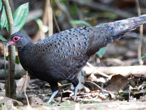 Vào rừng săn bắt gà tiền mặt đỏ, 2 người lĩnh hơn 6 năm tù